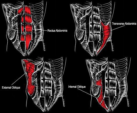 Anatomía musculoabdominal
