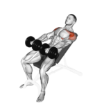 Levantamiento frontal con mancuernas: musculación